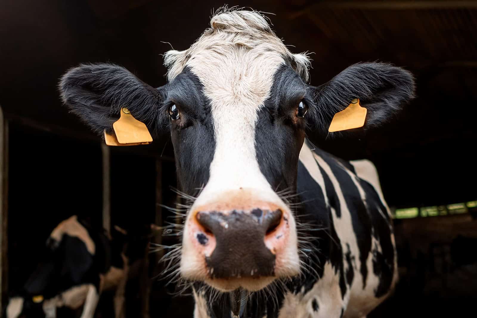 Black and white cow looking at the camera