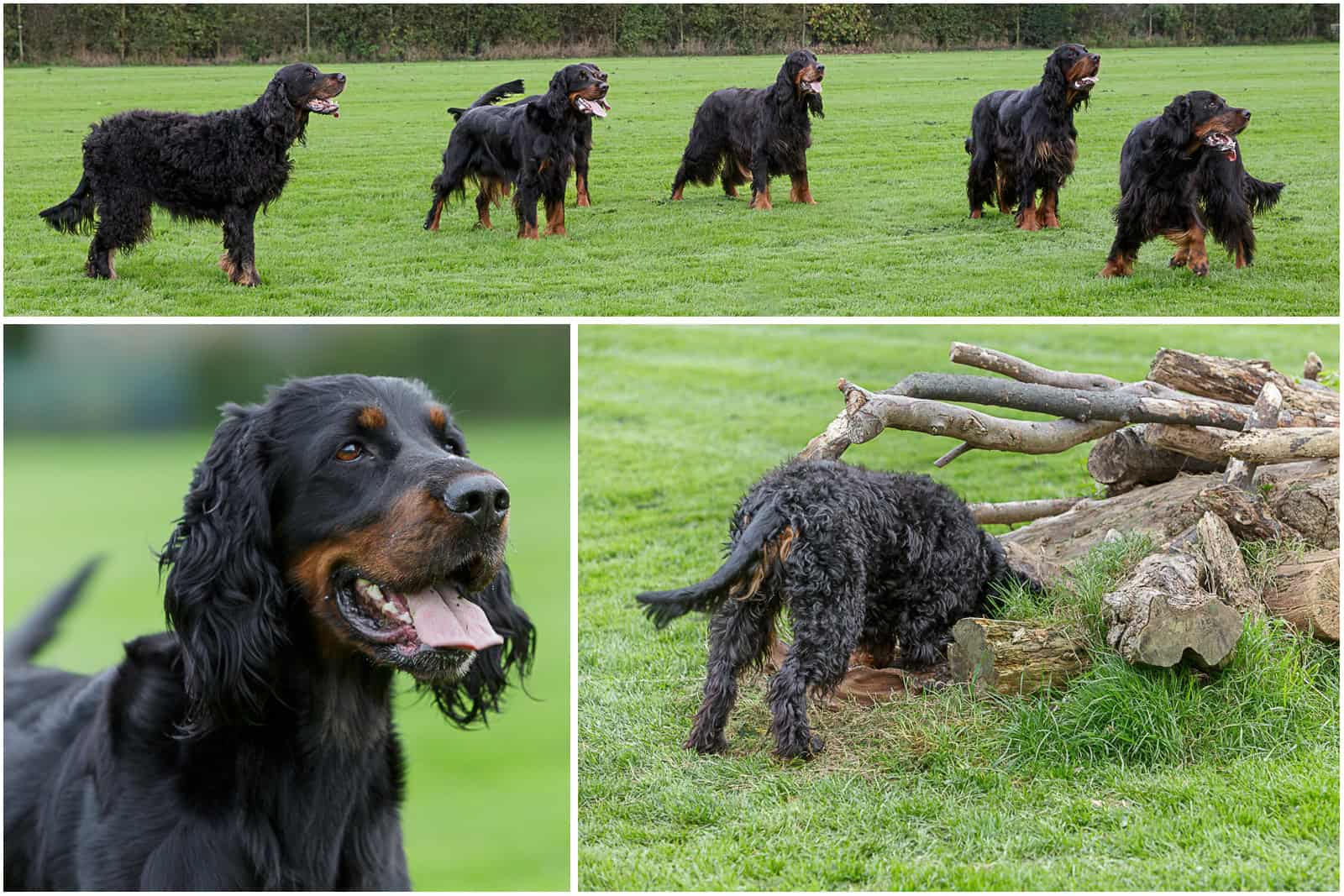 Gordon Setter dogs out in the field