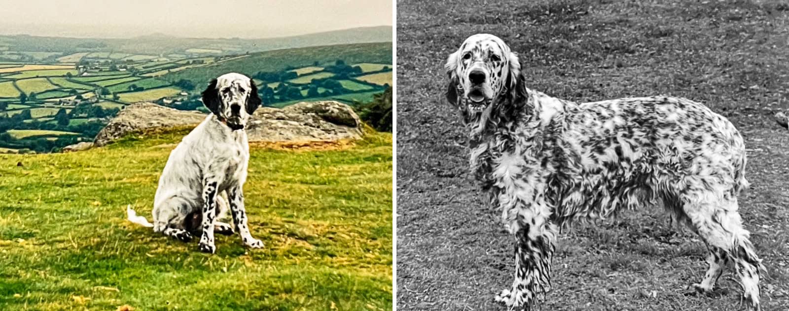 Black and white Gordon Setter dog