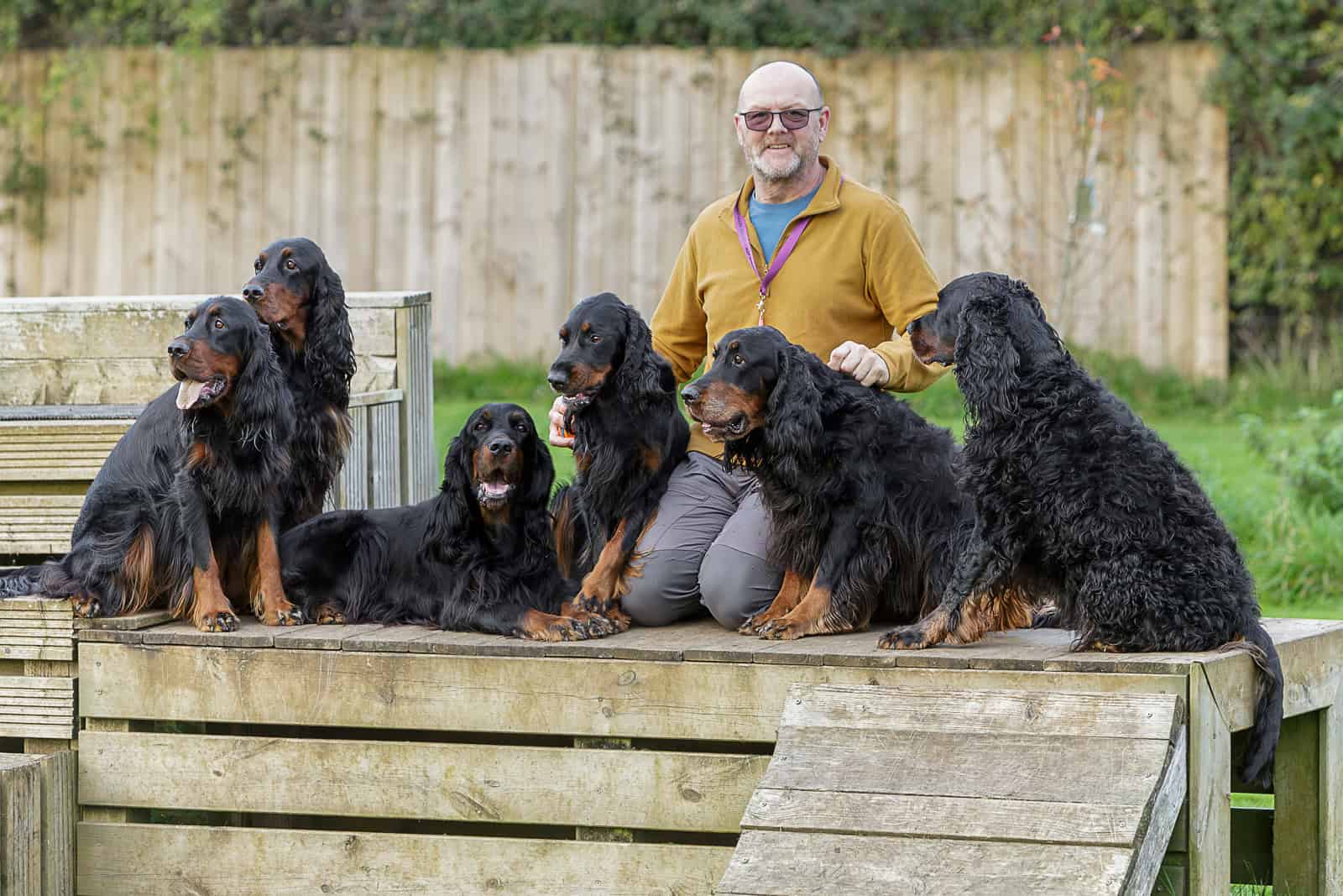 Six Gordon Setter dogs with Locksheath breeder owner