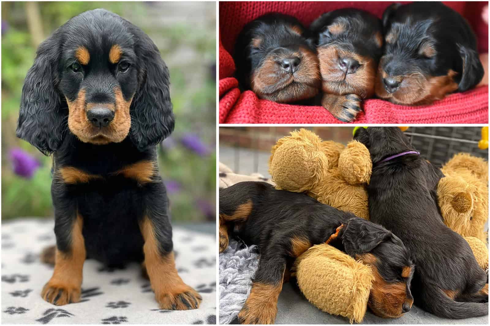 Locksheath gordon setter 1st birthday puppy party