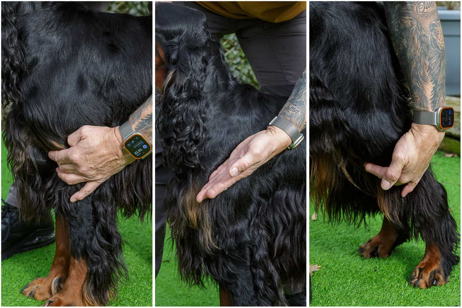 Areas of a Gordon Setter's 'construction' to pay attention to