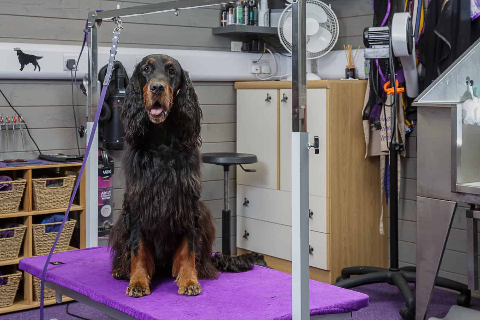 Preparing a Gordon Setter for showing