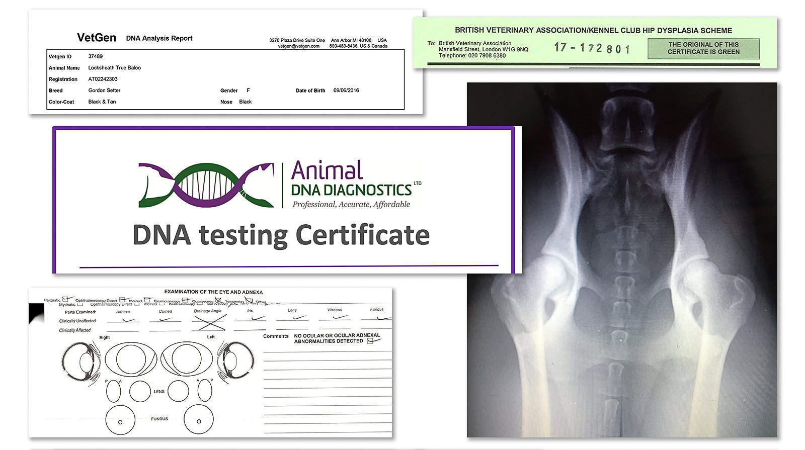 Documents and checks for a healthy dog