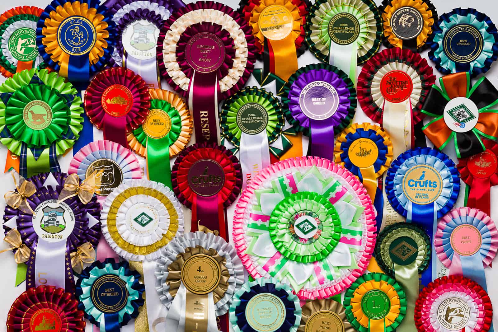 Dog show championship rosettes