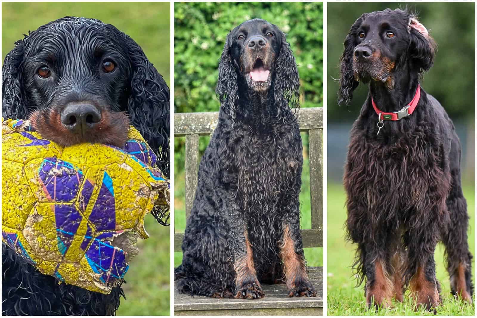 Gordon Setter, Skye, one of Locksheath Gordon Setters dogs