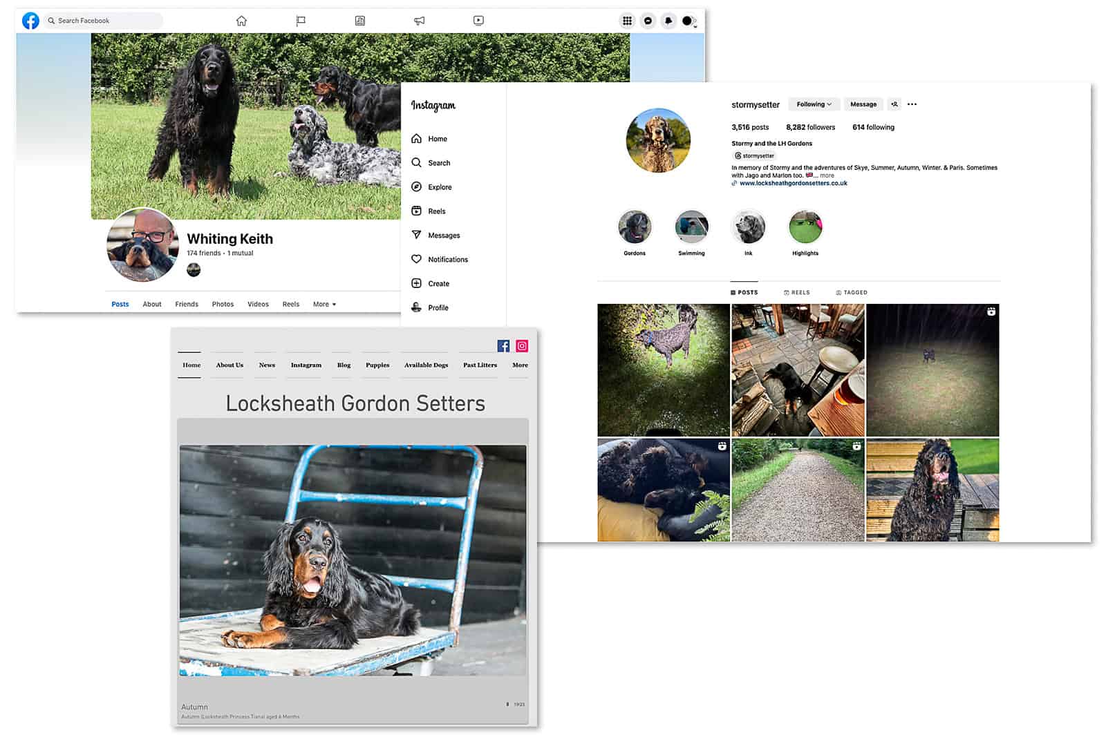 Social media and website pages for Locksheath Gordon Setters