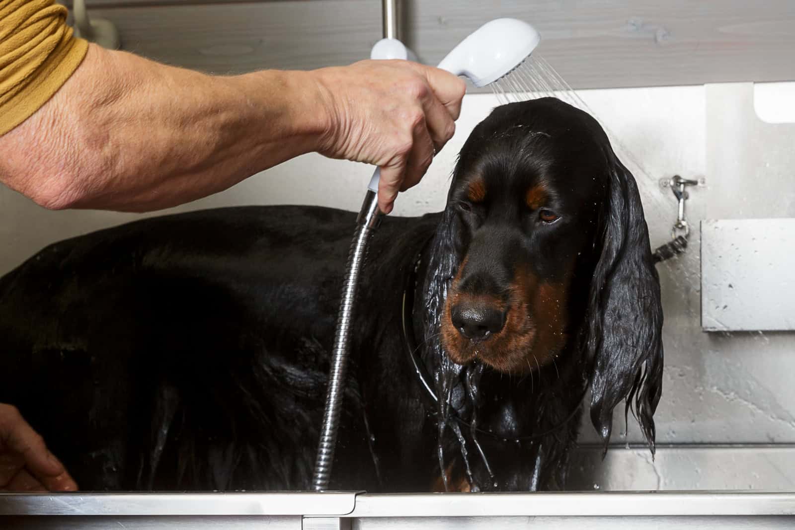 Washing a Gordon Setter dog at Locksheath Dog Breeder facilities