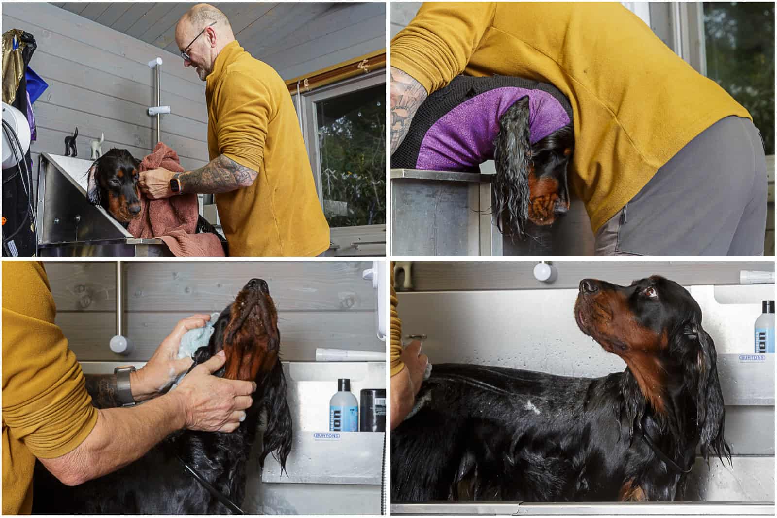 Washing and drying a Gordon Setter dog at Locksheath Dog Breeder facilities